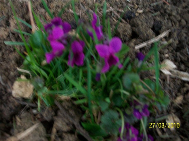 Ljubičica - lat. Viola 
